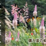 ガーデニング 秋｜購入苗の紹介｜秋花を引き立てるグラス達｜