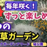 【ガーデニング】毎年楽しめる！手間いらずで華やか！園芸のプロ厳選の５つの宿根草ガーデンの紹介！東京パークガーデンアワード・都立砧公園！