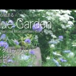 秋の種蒔きおすすめ花！庭師のプライベートガーデン！ガーデニング庭づくり！