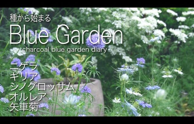 秋の種蒔きおすすめ花！庭師のプライベートガーデン！ガーデニング庭づくり！