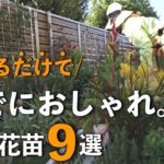 【ガーデニング】センスがなくてもオシャレに見えちゃう?!可愛すぎる花苗