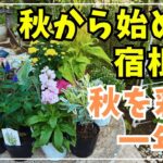 【花溢れる秋庭作り】全１８種のご紹介＆植え付け。秋は宿根草を植え付けるベストシーズンです！
