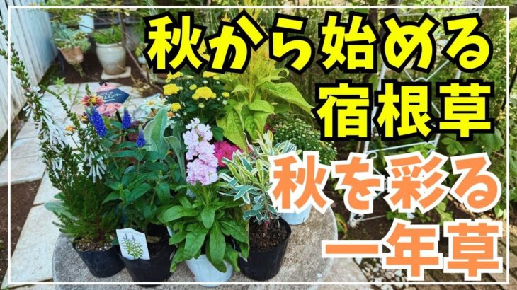 【花溢れる秋庭作り】全１８種のご紹介＆植え付け。秋は宿根草を植え付けるベストシーズンです！