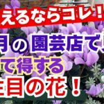 【ガーデニング】10月の今植えるならコレ！園芸のプロも推す注目の人気品種を最新情報で紹介！驚きの新品種！フラワーガーデン泉・群馬県・gardening