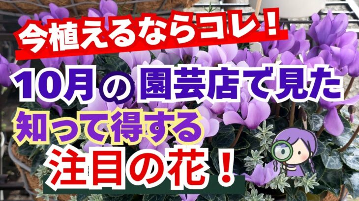 【ガーデニング】10月の今植えるならコレ！園芸のプロも推す注目の人気品種を最新情報で紹介！驚きの新品種！フラワーガーデン泉・群馬県・gardening