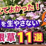 【ガーデニング】雑草が生えない！秋植えにおすすめの植えてよかった宿根草11選の紹介！ほったらかしの庭作りでらくに楽しむ！丈夫で植えっぱなしOK！gardening