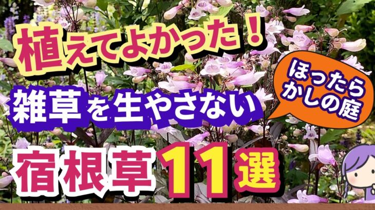 【ガーデニング】雑草が生えない！秋植えにおすすめの植えてよかった宿根草11選の紹介！ほったらかしの庭作りでらくに楽しむ！丈夫で植えっぱなしOK！gardening