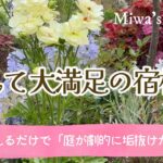 ガーデニング【おすすめ宿根草＊植えて大満足９選🌺】秋に植えたい！丈夫で庭が劇的に垢抜ける美しい草花2025年版＊おしゃれな庭づくり