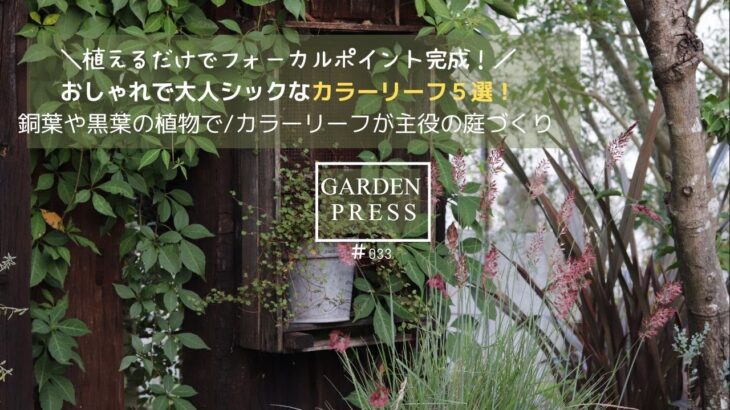 【ガーデニング】植えるだけでフォーカルポイント完成!大人シックなカラーリーフおすすめ5選|銅葉・黒葉でオシャレな庭へ|ガーデニング|50代の庭|ナチュラルガーデン