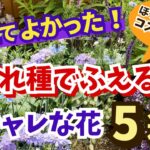 【ガーデニング】こぼれ種でふえる！秋植えにおすすめの植えてよかったオシャレな花5選の紹介！コスパ最強！ほったらかしの庭作りでらくに楽しむ！丈夫で植えっぱなしOK！gardening