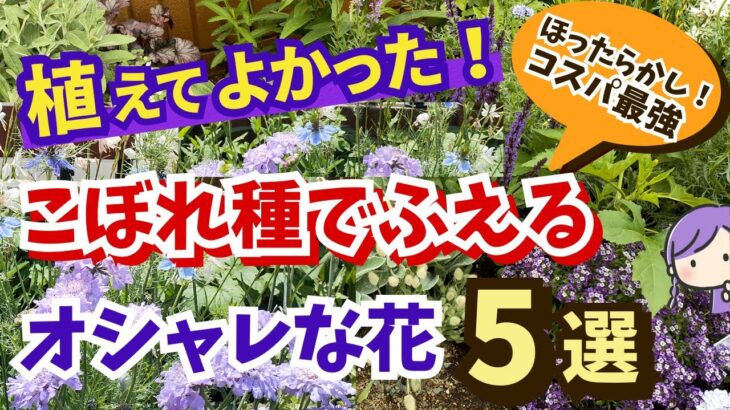 【ガーデニング】こぼれ種でふえる!秋植えにおすすめの植えてよかったオシャレな花5選の紹介!コスパ最強!ほったらかしの庭作りでらくに楽しむ!丈夫で植えっぱなしOK!gardening