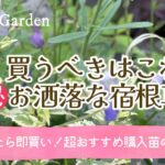 【ガーデニング🌿おすすめ秋植え宿根草】庭の景色に変化を生み出す🌺おしゃれな購入苗の紹介＊秋の庭づくり