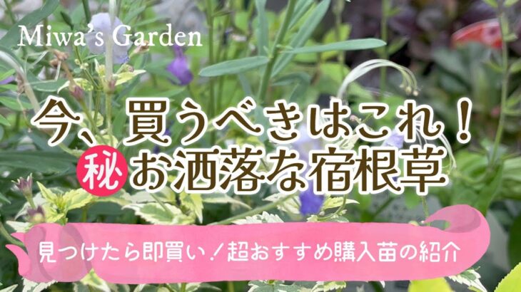 【ガーデニング🌿おすすめ秋植え宿根草】庭の景色に変化を生み出す🌺おしゃれな購入苗の紹介＊秋の庭づくり