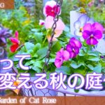 【ガーデニング】　秋に植える苗を購入・冬越しする株の手入れ・クレマチス水面の妖精が当選・１０月５週目の庭