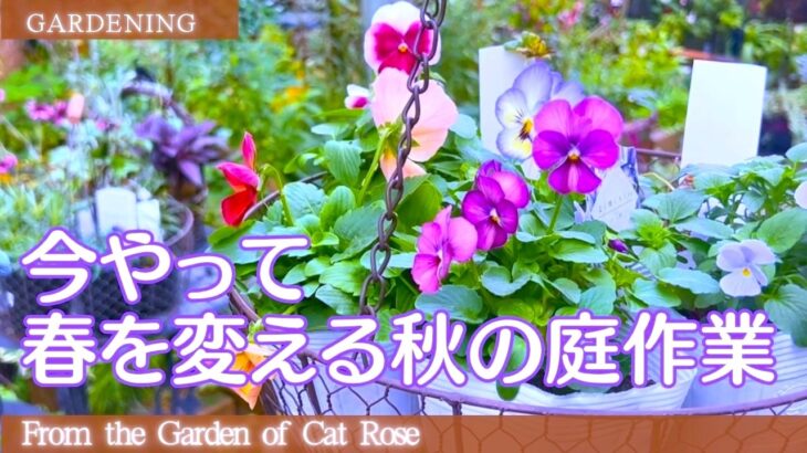 【ガーデニング】 秋に植える苗を購入・冬越しする株の手入れ・クレマチス水面の妖精が当選・10月5週目の庭