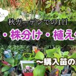 ガーデニング 秋｜購入苗紹介 ｜秋は庭改革のチャンスです!!｜