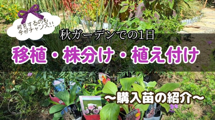 ガーデニング 秋|購入苗紹介 |秋は庭改革のチャンスです!!|