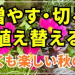 【秋のガーデニング】今が適期の庭作業７種　種まき・挿し芽・植え替え等をまとめた動画です。