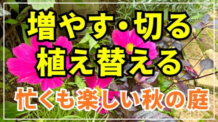 【秋のガーデニング】今が適期の庭作業７種　種まき・挿し芽・植え替え等をまとめた動画です。