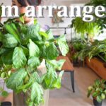 観葉植物で部屋を整える|購入品紹介|ルームツアー|インテリアグリーン
