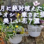 【ガーデニング】12月に絶対植えたい！！イチオシ✨寒さに強い美しいオシャレな植物７選｜今しか買えない！｜春まで咲く寄せ植えご紹介｜7 Cold-Hard Flowers for December