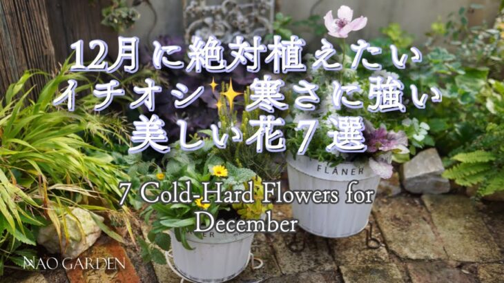【ガーデニング】12月に絶対植えたい！！イチオシ✨寒さに強い美しいオシャレな植物７選｜今しか買えない！｜春まで咲く寄せ植えご紹介｜7 Cold-Hard Flowers for December