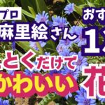 【ガーデニング】今から植えとくだけで春の庭をかわいく彩る花13選の紹介！ガーデニングミュージアム「花遊庭」天野麻里絵さんおすすめ！植えっぱなしOK！【愛知県豊田市】あしかがフラワーパーク