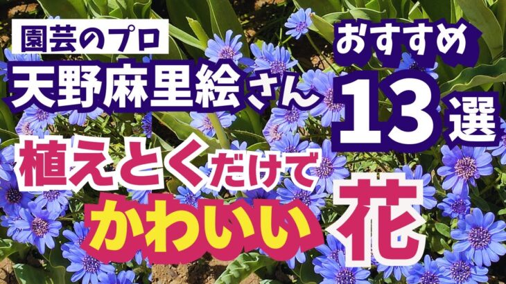 【ガーデニング】今から植えとくだけで春の庭をかわいく彩る花13選の紹介！ガーデニングミュージアム「花遊庭」天野麻里絵さんおすすめ！植えっぱなしOK！【愛知県豊田市】あしかがフラワーパーク