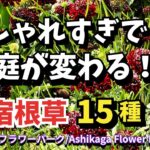 【ガーデニング】秋植え！今年もスゴイ！あしかがフラワーパークさんで新たに植栽された宿根草15種の紹介！11月10日の最新の様子を紹介！園芸のプロから学ぶ！【栃木県足利市】Gardening