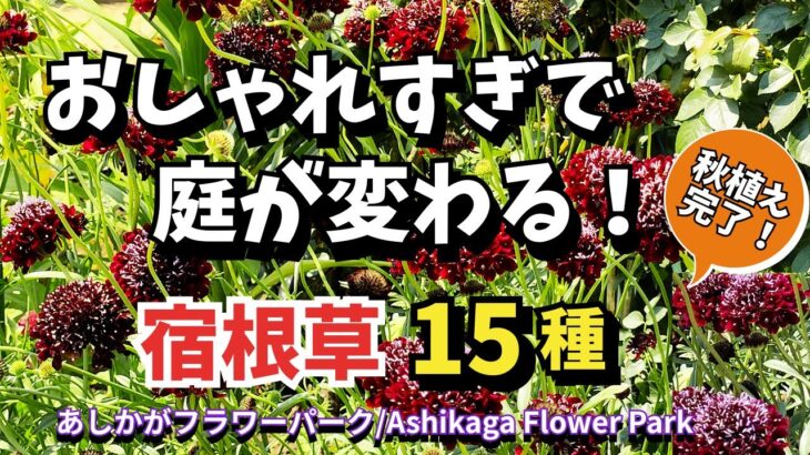 【ガーデニング】秋植え！今年もスゴイ！あしかがフラワーパークさんで新たに植栽された宿根草15種の紹介！11月10日の最新の様子を紹介！園芸のプロから学ぶ！【栃木県足利市】Gardening