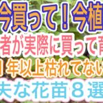 【ガーデニング】【秋購入】今が買い時‼️私が実際秋に買って一年以上枯らしてない花苗紹介します👍見つけたら絶対買いです【宿根草】