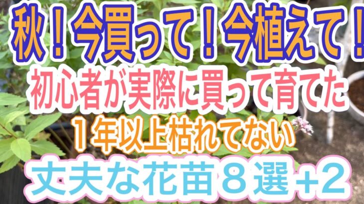 【ガーデニング】【秋購入】今が買い時‼️私が実際秋に買って一年以上枯らしてない花苗紹介します👍見つけたら絶対買いです【宿根草】