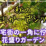 【宿根草と１年草の共演】レンガの小道や雑貨もあるよ。彩り豊かな秋のガーデンをご案内します。