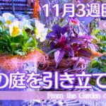 【ガーデニング】　冬の庭づくり・ビオラで冬のボーダー花壇・クリスマスローズのシーズン前作業・可憐なのに印象的な冬の花・ １１月３週目の庭作業