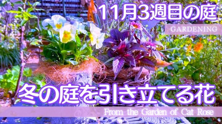 【ガーデニング】　冬の庭づくり・ビオラで冬のボーダー花壇・クリスマスローズのシーズン前作業・可憐なのに印象的な冬の花・ １１月３週目の庭作業