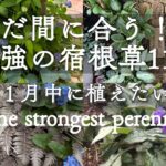 【冬のガーデニング】まだ間に合う！！最強の宿根草11選｜１月中に植えたい🌱私の庭１２月の枯れ姿｜The strongest perennial