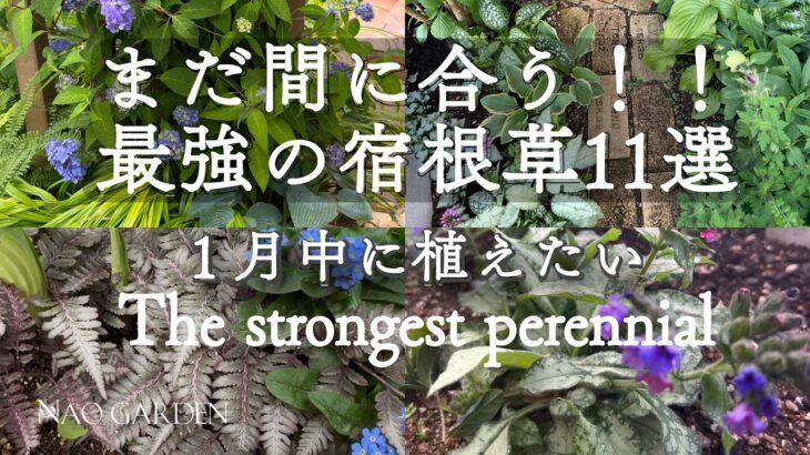 【冬のガーデニング】まだ間に合う！！最強の宿根草11選｜１月中に植えたい🌱私の庭１２月の枯れ姿｜The strongest perennial