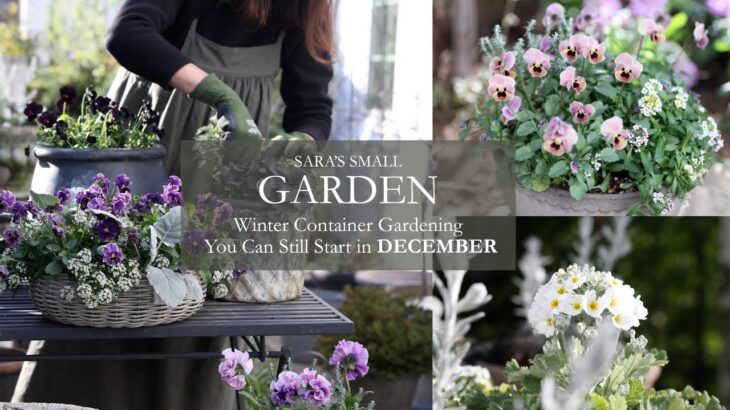 12月でも間に合う冬のコンテナガーデンづくり|あったかスープとクリスマスケーキでホットひと息