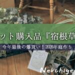 《園芸ネット購入品／22品種》日向～日陰向きまで宿根草･低木までおすすめ品種を一挙ご紹介！暑さに強い宿根草～シェードガーデン向きまで