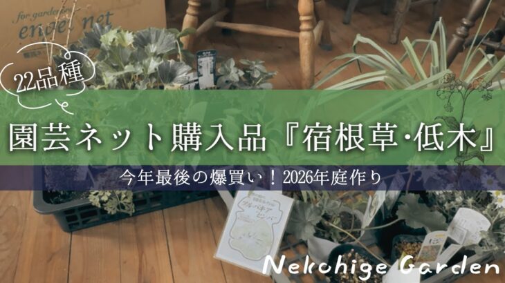 《園芸ネット購入品／22品種》日向～日陰向きまで宿根草･低木までおすすめ品種を一挙ご紹介！暑さに強い宿根草～シェードガーデン向きまで