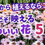 【ガーデニング】寒い冬こそ映える！めちゃめちゃカワイイ！プロも注目の花5選の紹介！ガーデニングミュージアム「花遊庭」天野麻里絵さんおすすめ！【愛知県豊田市】あしかがフラワーパーク