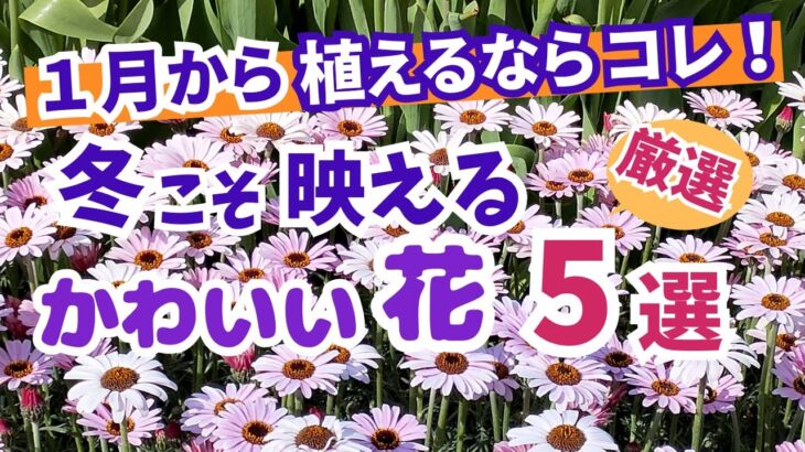 【ガーデニング】寒い冬こそ映える！めちゃめちゃカワイイ！プロも注目の花5選の紹介！ガーデニングミュージアム「花遊庭」天野麻里絵さんおすすめ！【愛知県豊田市】あしかがフラワーパーク