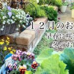 【ガーデニング Vlog】１２月のお庭作り／冬の花壇作り／ラックスとアネモネ植えつけ／モンキージョージお迎え