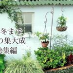 【ガーデニング Vlog】今年も大変お世話になりありがとうございました