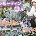 【ガーデンルーティン 】１２月、寒さに負けない💪冬の庭が明るくなるシルバーリーフでまとめる花壇