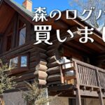#1 【移住】八ヶ岳の森で見つけた築34年のログハウスを購入しました【ルームツアーpart1】