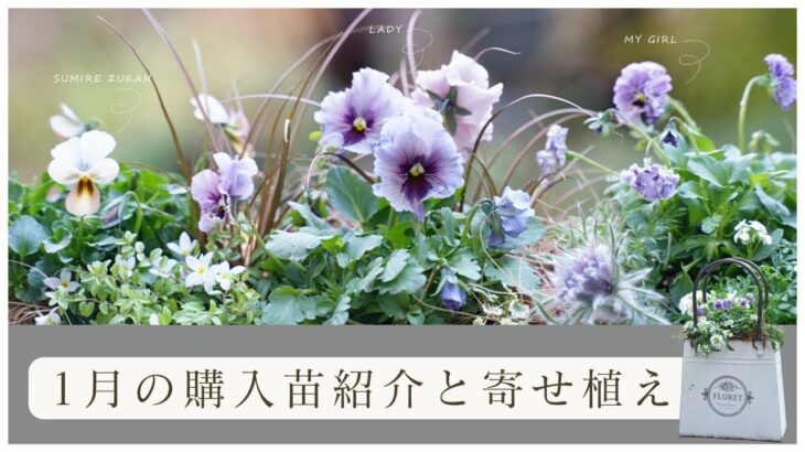 【冬のガーデニング】1月の購入苗紹介 と寄せ植え|レディ、マイガール、すみれ図鑑、フェデネージュ積みわらetc..SNSで話題の苗を使った寄せ植え