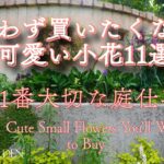 【冬から春のガーデニング】思わず買いたくなる可愛い小花11選｜2月の1番大切な庭仕事｜鉢植えに寒肥は必要？11 Cute Small Flowers You’ll Want to Buy