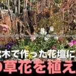 【冬の草花を植える！】石と枕木で作った花壇に！1/2「冬のガーデニング」-フローラ黒田園芸- #ガーデニング #園芸 #寄せ植え #花壇 #庭作業 #植え替え