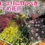 【1月～2月に買うべき宿根草と一年草】注目の新品種も入荷！ローダンセマム、オステオスペルマム、ネメシアなどおすすめ選別品種／1月中に植え込めば株もしっかり育ちます【園芸】【ガーデニング】